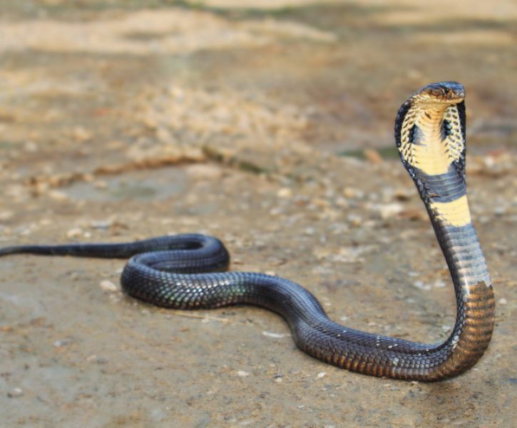 fakta unik ular kobra