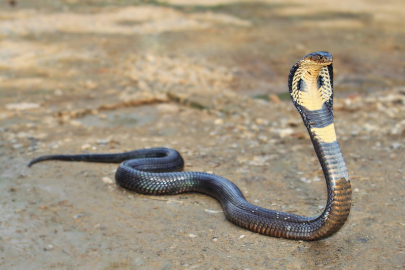 fakta unik ular kobra